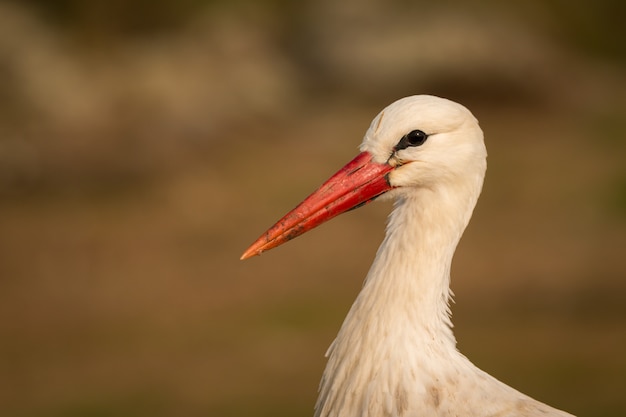 Natural profile of a elegant stork