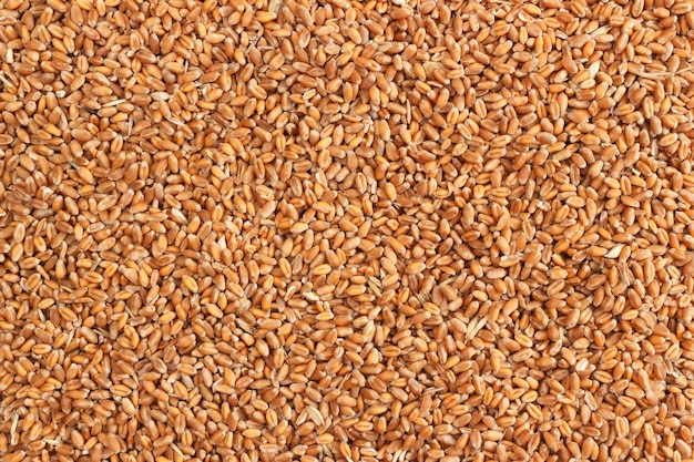 Natural raw wheat seeds background