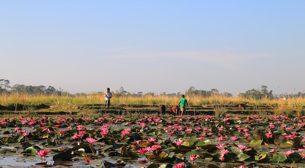 Natural Red lotus flower garden on the lake.Beautiful scenery,leaf of lotus etc.