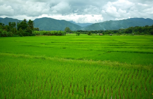 natural The rice fields are green rice fields.