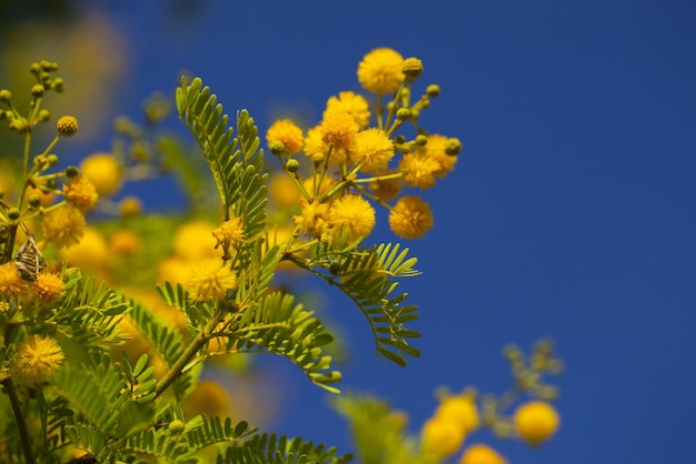 Natural and Romantic Yellow Flowers in Nature