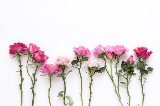 Natural roses on white surface