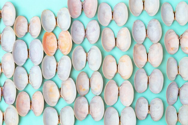 Natural round seashells on blue paper Summer design background with shells