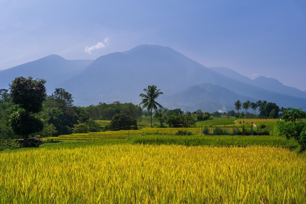 Natural scenery of Indonesia with beautiful rice fields on the mountain range of Sumatra