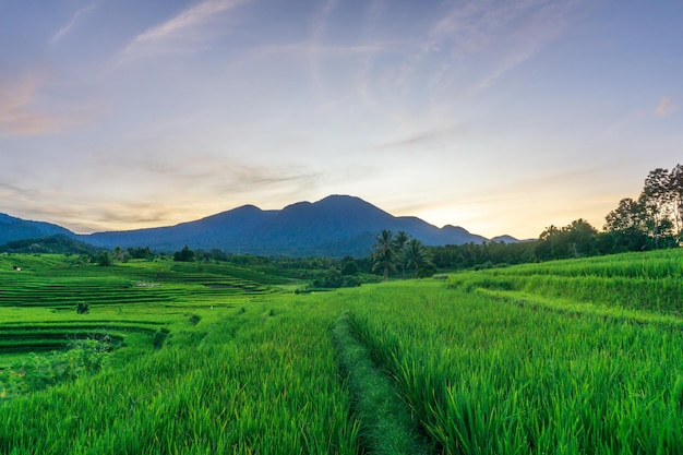 Natural scenery in the morning in green Indonesian rice fields