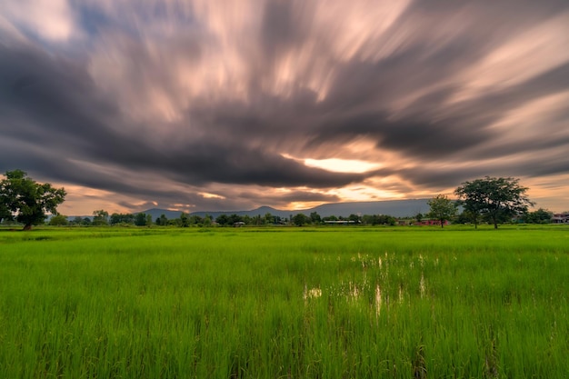 Natural scenic rice field and sunset in thailand