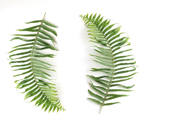 Natural set of Fern Leaf, Sprig Fern leaves on white background, Isolated objects