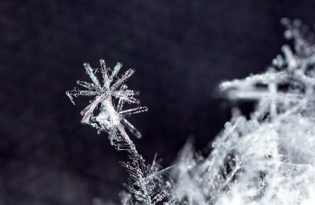 natural snowflakes on snow the picture is made at a temperature of10 C