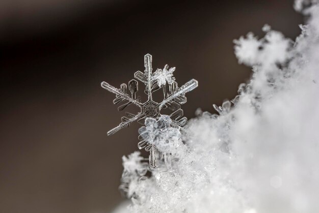 natural snowflakes on snow winter