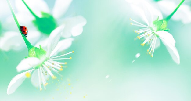 Natural spring background White cherry flowers and ladybug on a delicate green background Free copy space Artistic spring summer image Banner design