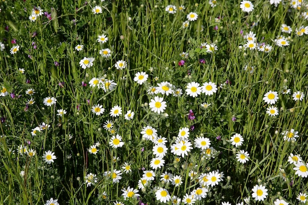 Natural spring daisy in the meadow