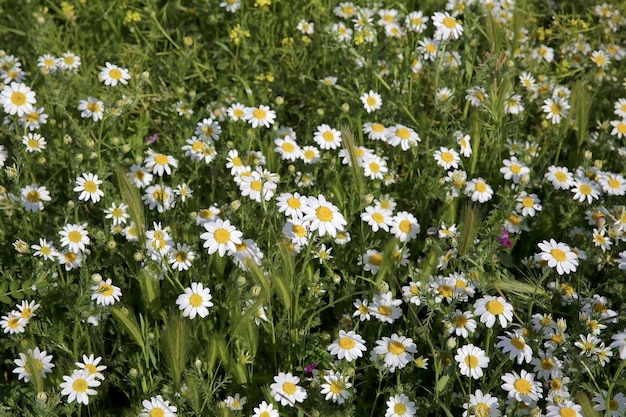 Natural spring daisy in the meadow