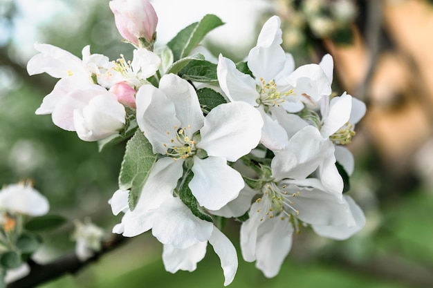 Natural spring floral background. White flowers of a blooming apple tree on a branch.