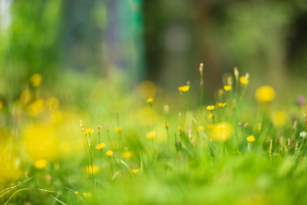 Natural strong blurry background of green grass blades close up Fresh grass meadow in sunny morning Copy space