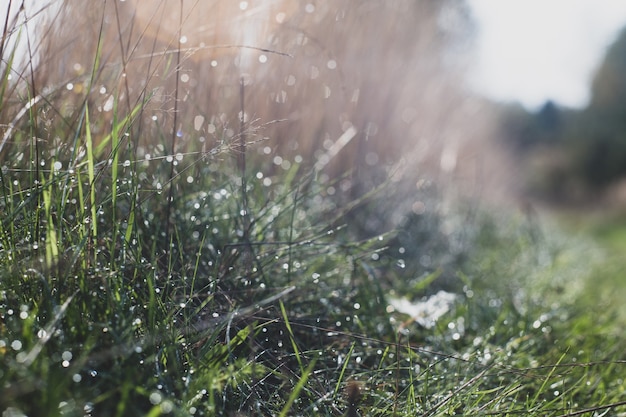 Natural strong blurry background of green grass blades close up Fresh grass meadow in sunny morning