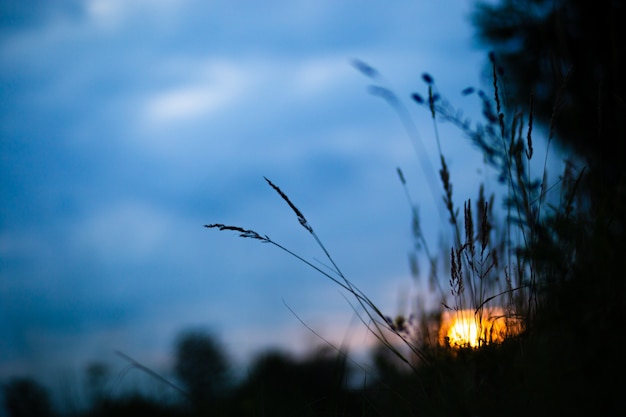 Natural strong blurry background of green grass blades close up Fresh meadow in evening at sunset