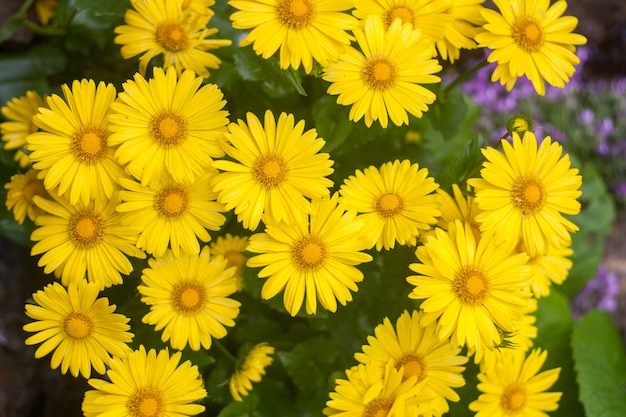 Natural summer background with yellow flowers