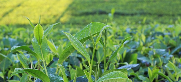 natural tea garden