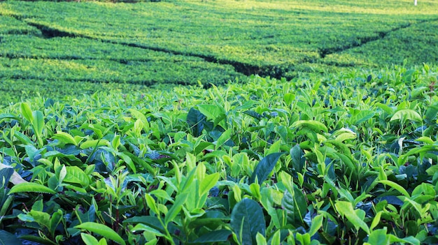 natural tea garden