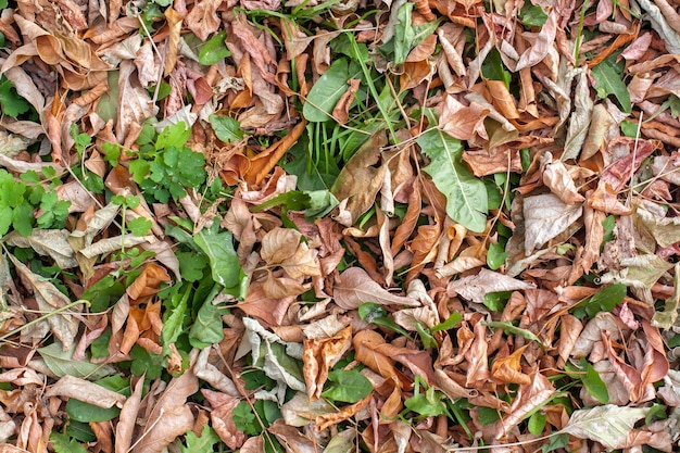 Natural texture of green leaves mixed with dry browns on autumn ground. Autumn carpet of vegetation