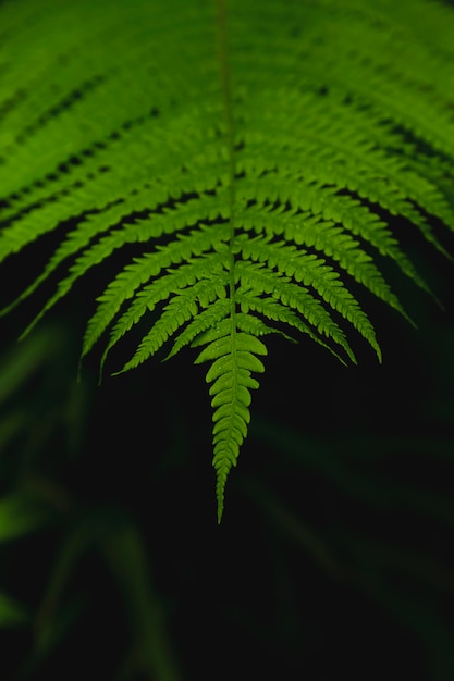 Natural texture of wet fern leaves on a dark background.