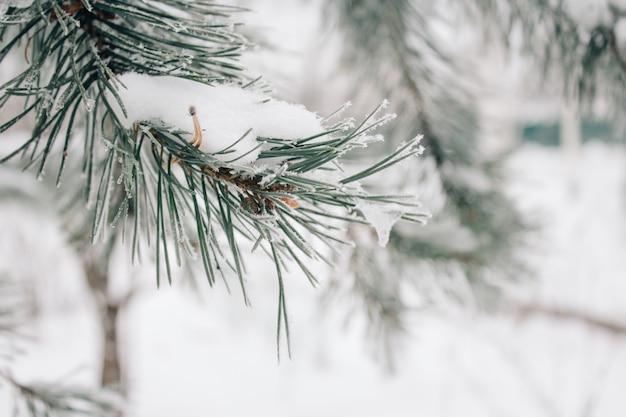 Natural texture of a winter background of blue pine branch in the snow and frost.