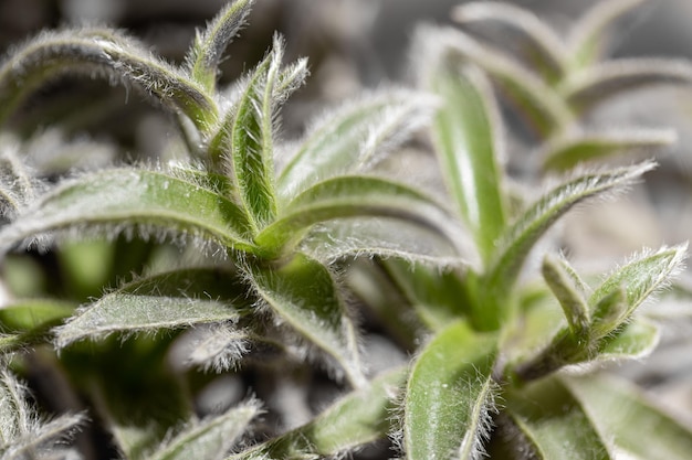 Natural textured background of green house plant leaves close up Horizontal shot Selective focus