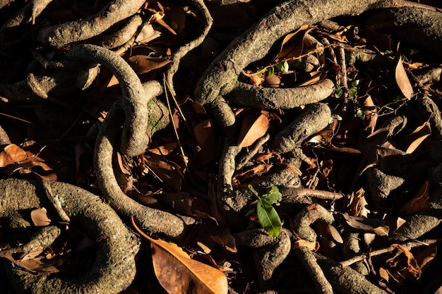 natural textures and colors dry tree roots and leaves photo taken in daylight