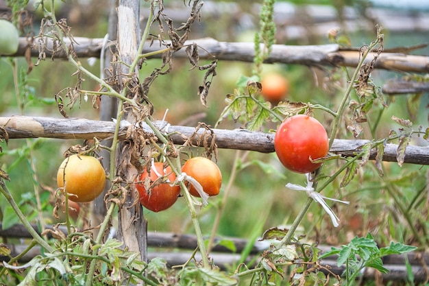 Natural tomatoes on your plantation