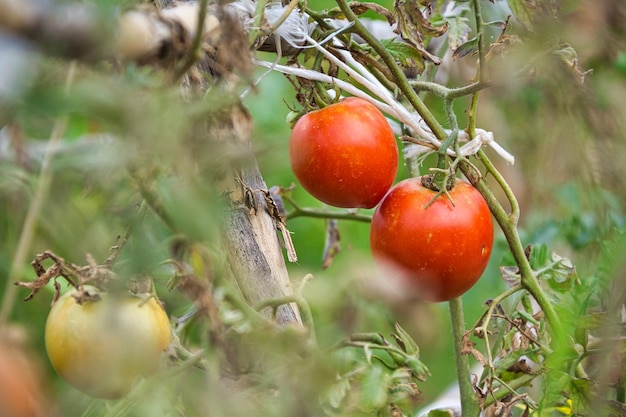 Natural tomatoes on your plantation