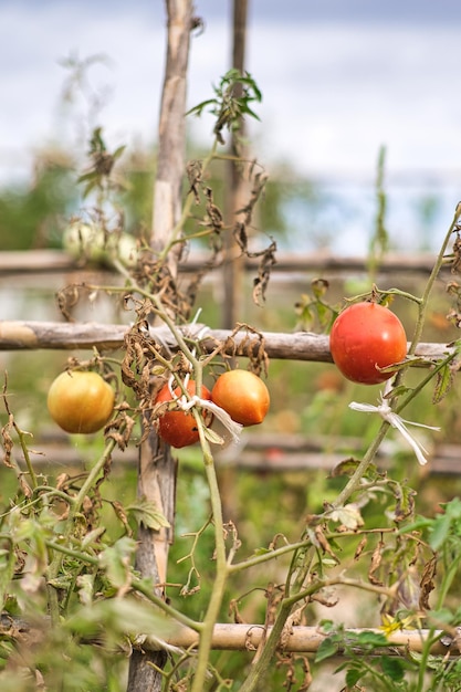 Natural tomatoes on your plantation