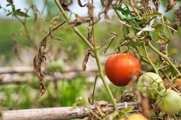 Natural tomatoes on your plantation