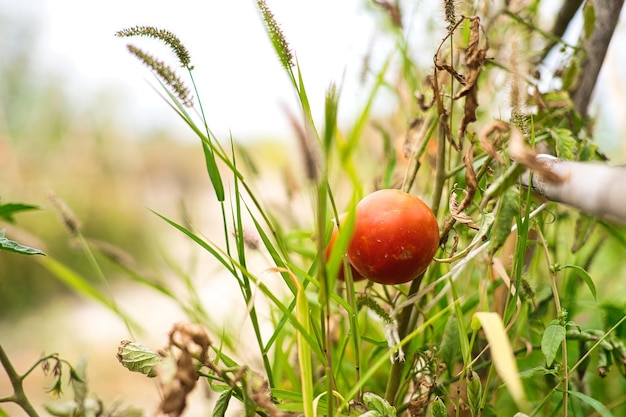 Natural tomatoes on your plantation