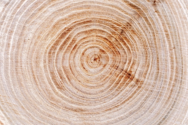 Natural tree rings surface