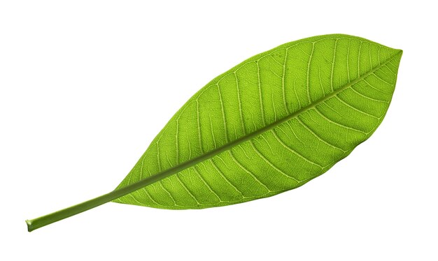 Natural tropical green leaf isolated on whit3