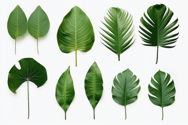 Natural of Tropical green leaves of leaf isolated on white background varies of plant Generative Ai