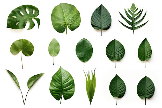 Natural of Tropical green leaves of leaf isolated on white background varies of plant Generative Ai