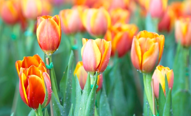 Natural tulips flowers