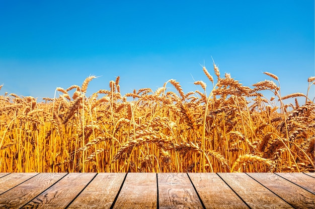 Natural Ukrainian flag with wheat and sky