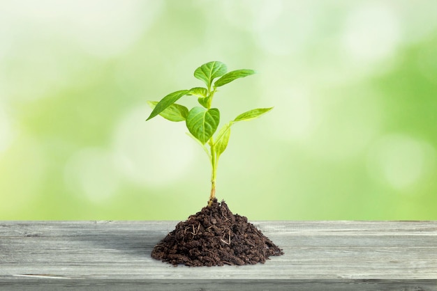 Natural vegetable seedling with a little soil on the table Concept of organic food production and agriculture on rural farms