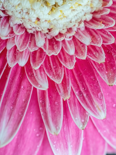 Natural vertical background of pink flower close-up