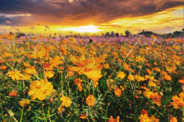 Natural view cosmos filed and sunset on garden background