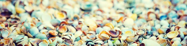 Natural vintage colorful coquina shells background Selective focus