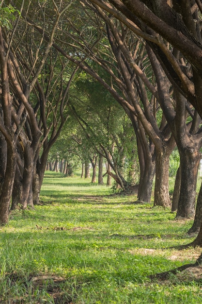 natural way with Samanea saman, Big rain tree