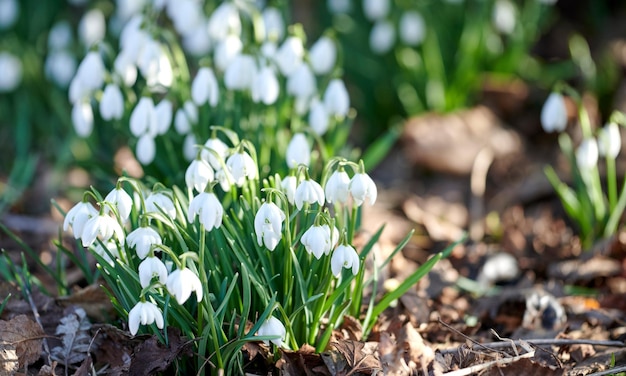 Natural white beautiful snowdrop flowers blooming blossoming and growing in a garden on a sunny spring day with copy space Bulbous perennial and herbaceous plants from amaryllidaceae species