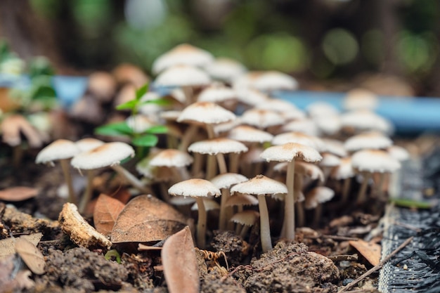 Natural white mushroom fungi on the floor