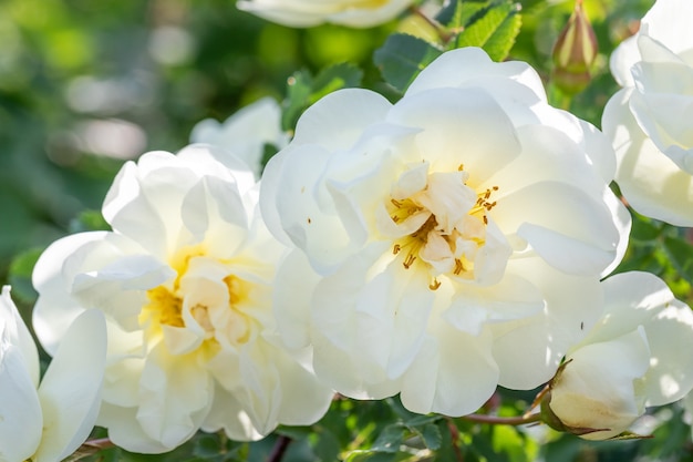 Natural white rose bush flowers close up. Spring and summer flowering. Beauty of nature. Selective focus. 