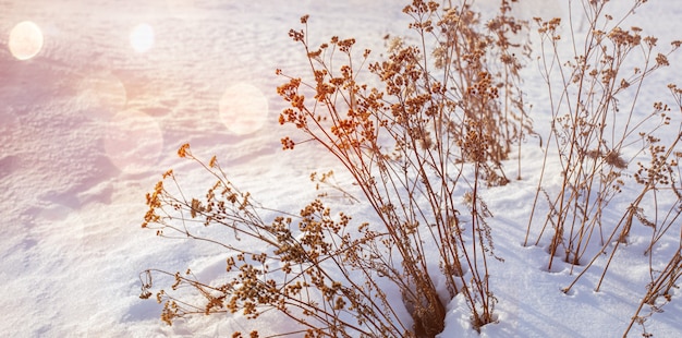 Photo natural winter beautiful scene. winter landscape with dried grass on sunset with bokeh. cold weather. winter season.