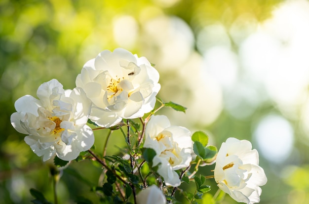 Natural with blooming white rose bush close-up. Spring and summer flowering. Beauty of nature. Copy space. Selective focus.