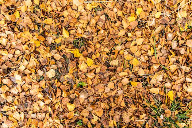 natural yellow Background of autumn fallen leaves with copy space textured foliage